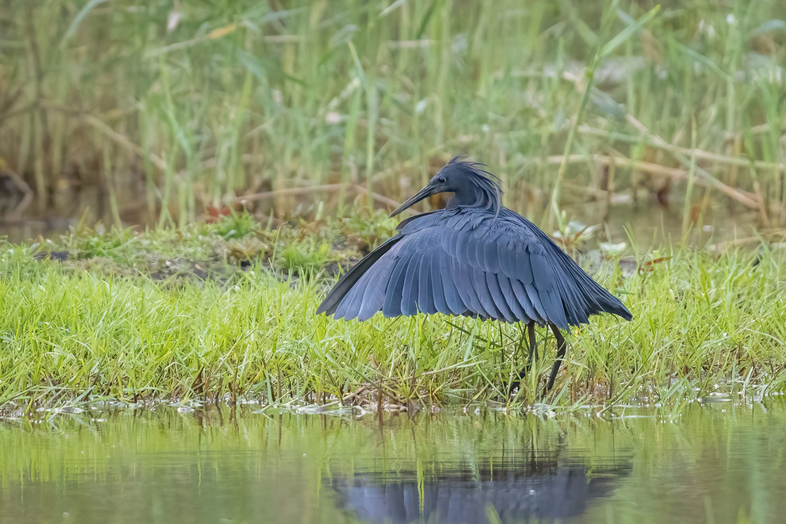 image Black Heron